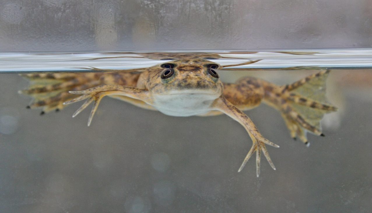 african,clawed,frog